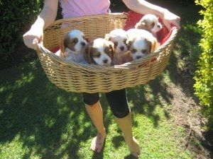 Cavalier King Charles Spaniel-Welpen zu verkaufen.