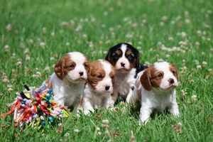 Cavalier King Charles Spaniel-Welpen zu verkaufen.