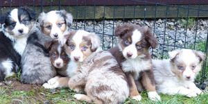 Australian-Shepherd-Welpen zu verkaufen.