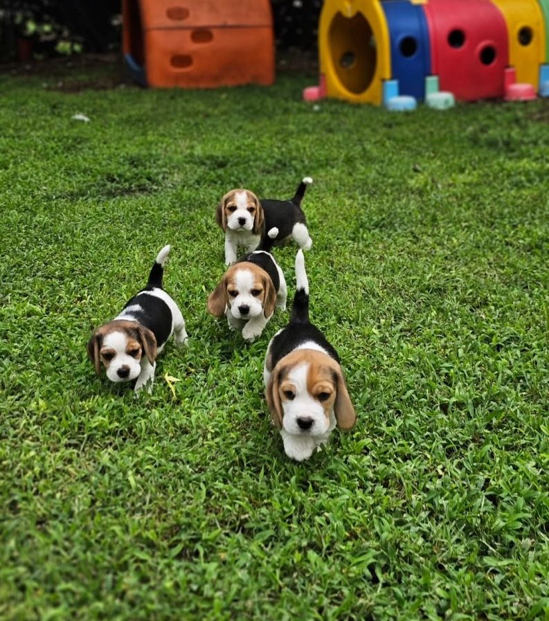 Beagle-Welpen zu verkaufen.