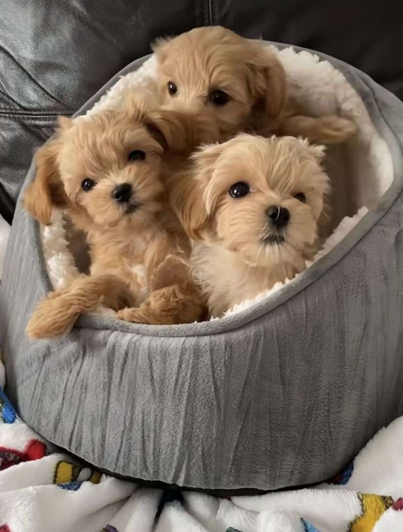 Maltipoo-Welpen zu verkaufen.