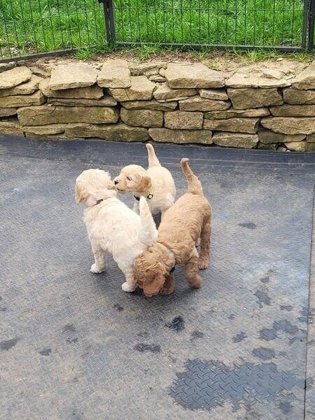 Goldendoodle-Welpen zu verkaufen.