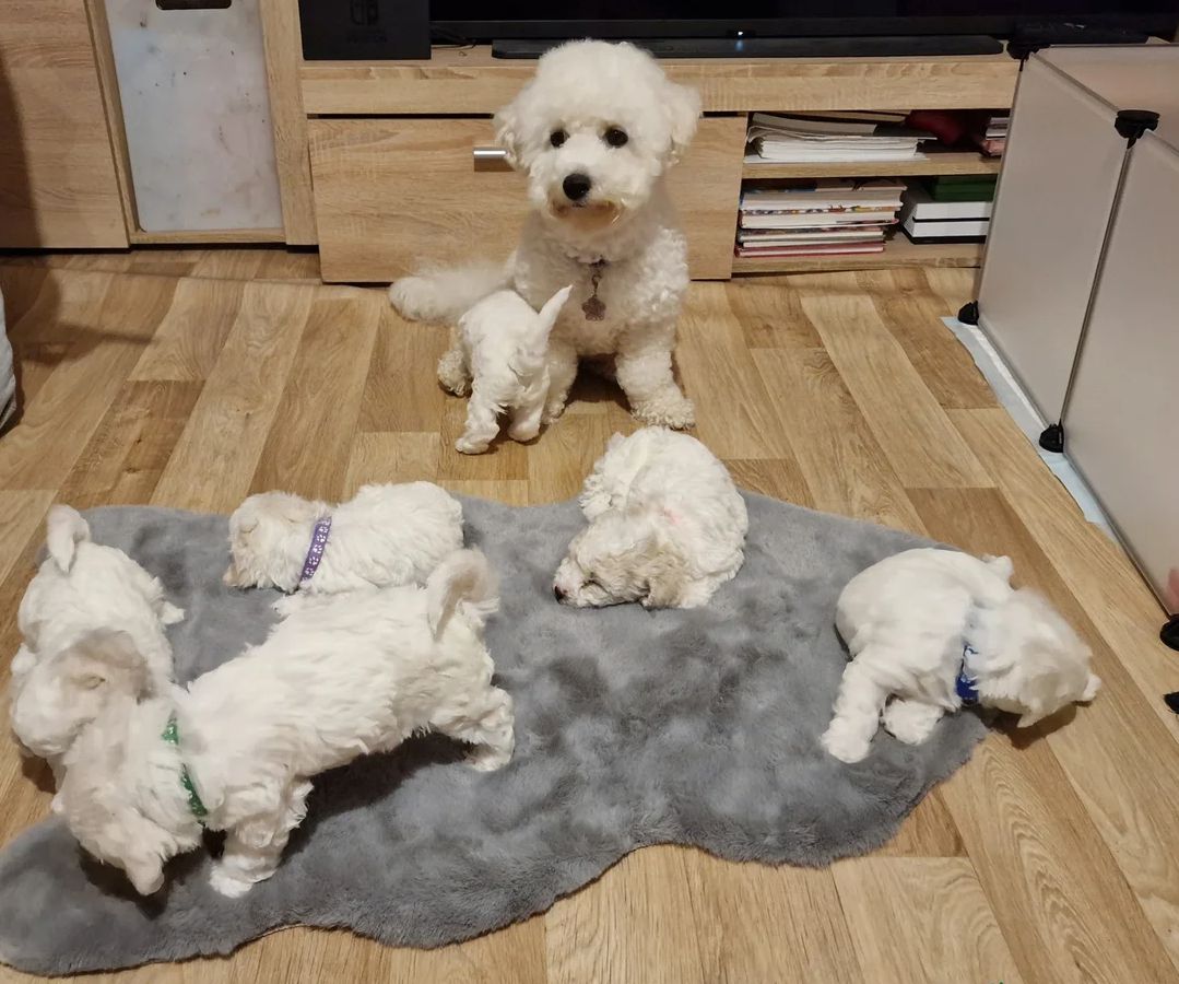 Bichon-Frisé-Welpen zu verkaufen.