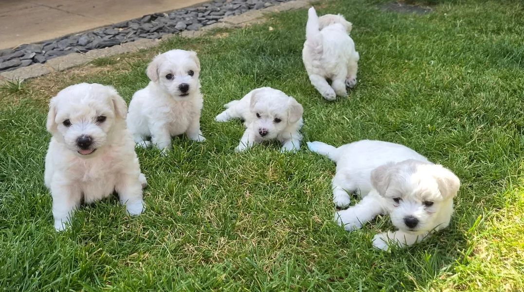 Bichon-Frisé-Welpen zu verkaufen.