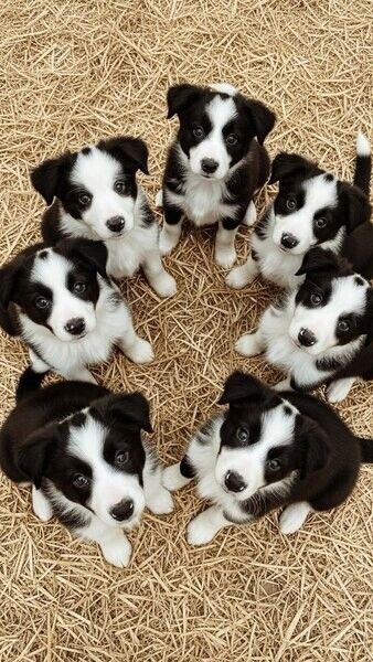 Border-Collie-Welpen zu verkaufen.