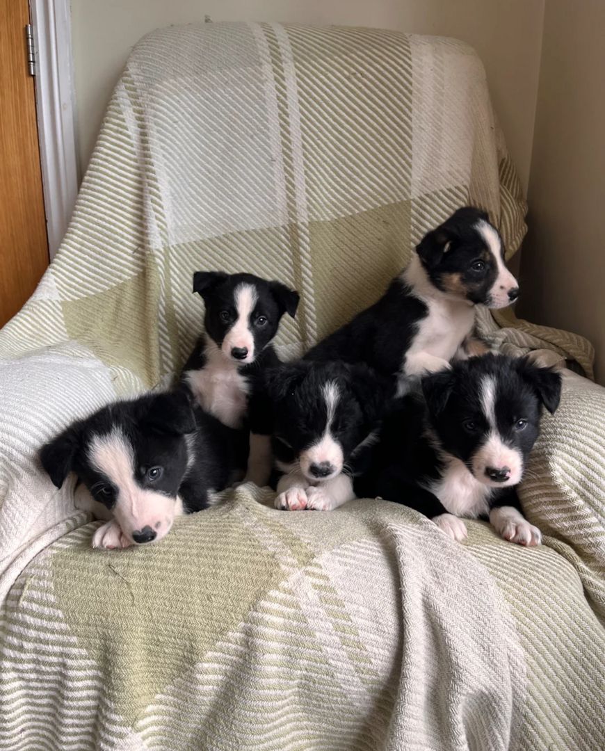 Border-Collie-Welpen zu verkaufen.