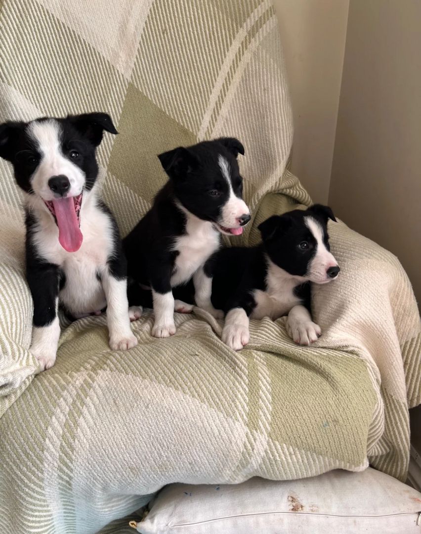 Border-Collie-Welpen zu verkaufen.