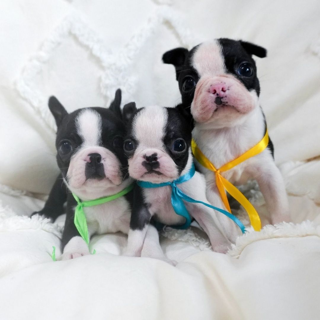 Boston-Terrier-Welpen zu verkaufen.