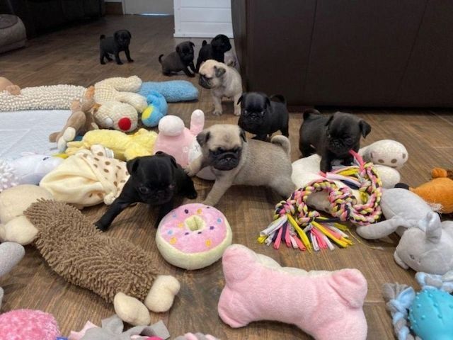 Mops welpen suchen neues Zuhause