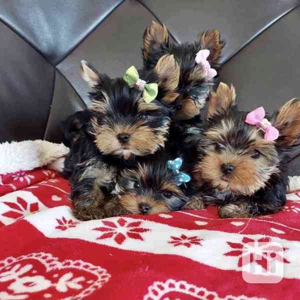 Yorkshire Terrier 12 Wochen mit Papieren ,