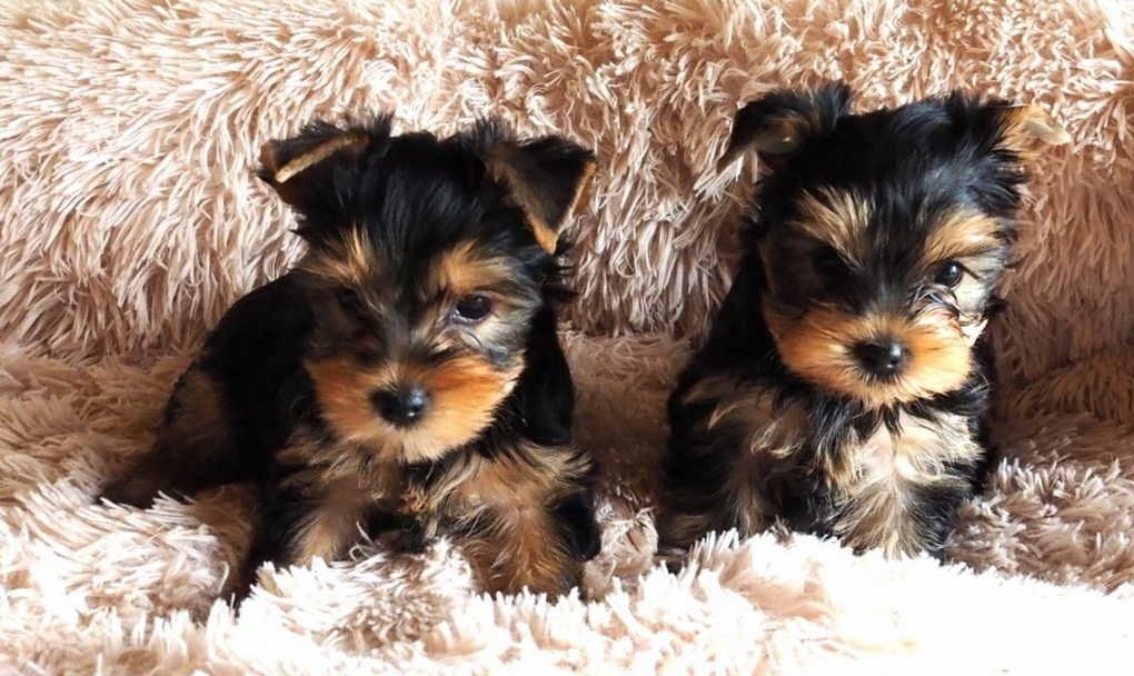 Yorkshire Terrier 12 Wochen mit Papieren !!