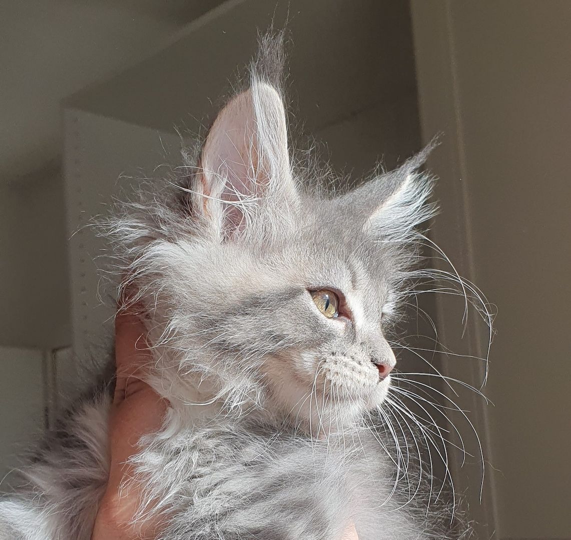 Wundervolle Maine Coon Kitten grau/blau