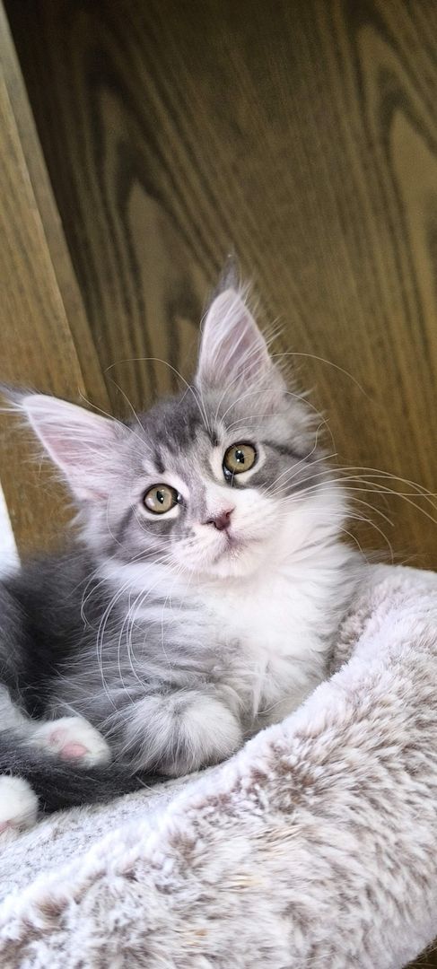 Wundervolle Maine Coon Kitten grau/blau
