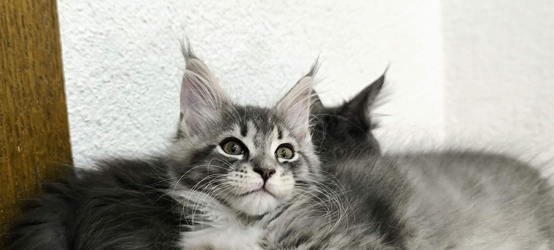 Wundervolle Maine Coon Kitten grau/blau