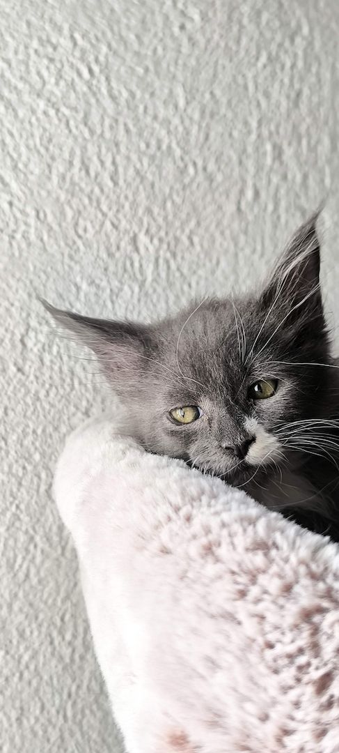 Wundervolle Maine Coon Kitten grau/blau