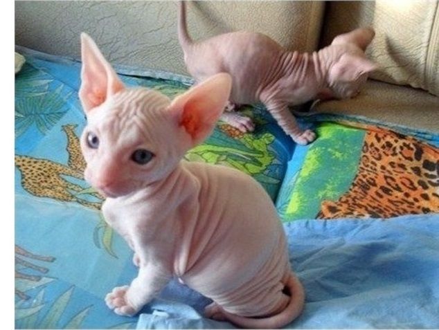 Schöne Sphynx-Kätzchen