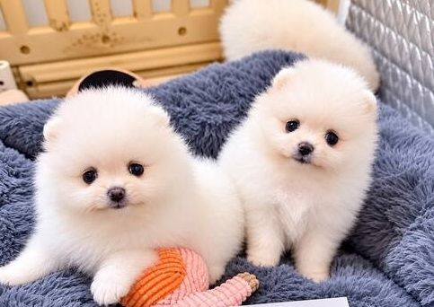 Zwergspitz-Welpen (Pomeranian) abzugeben.