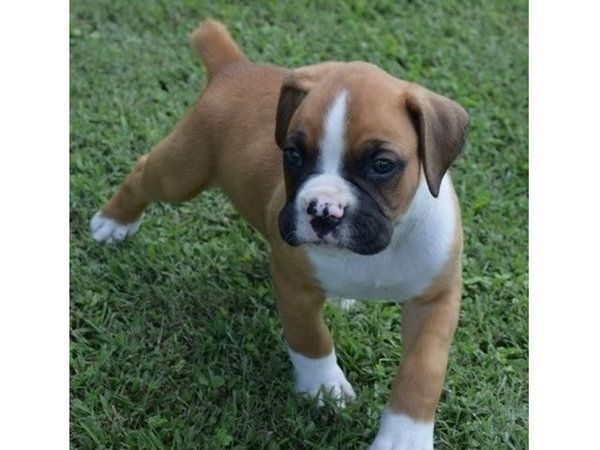 Süße Boxer-Welpen