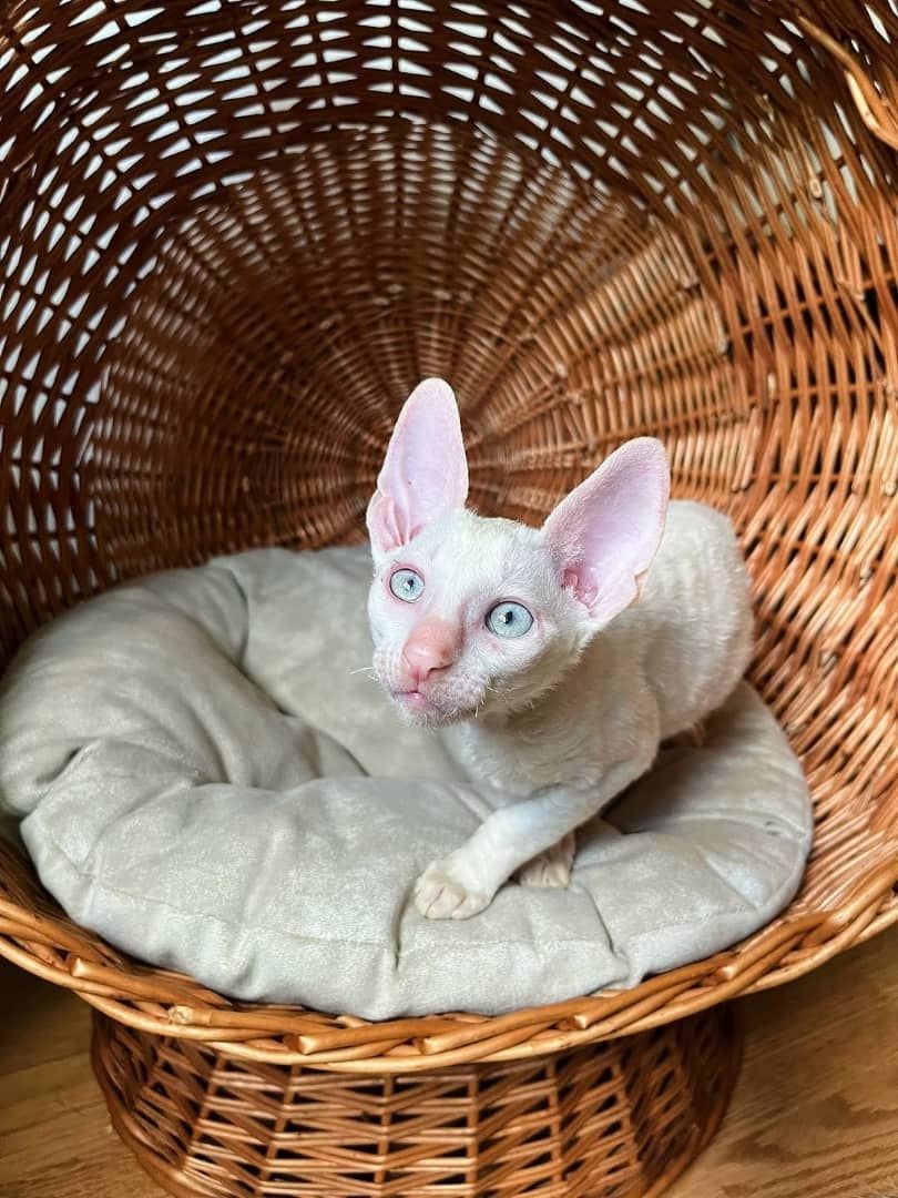 Wunderschöne Cornish-Rex-Kätzchen zu verkaufen.
