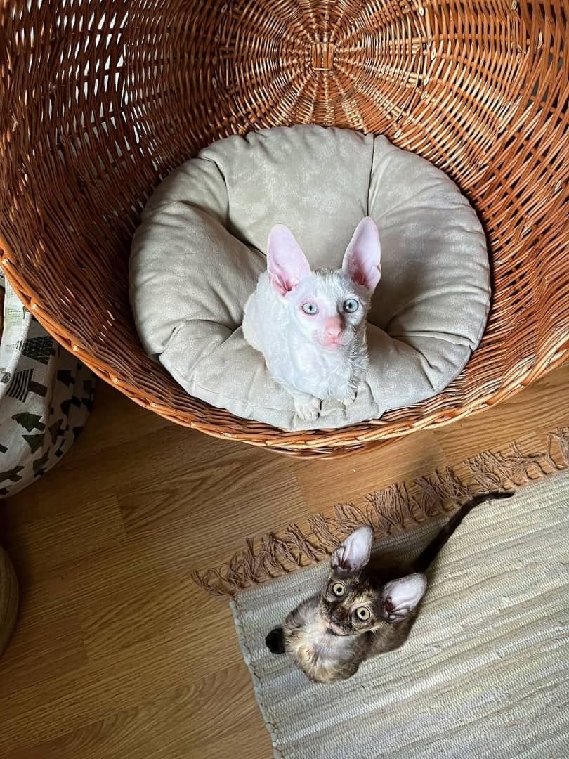 Wunderschöne Cornish-Rex-Kätzchen zu verkaufen.