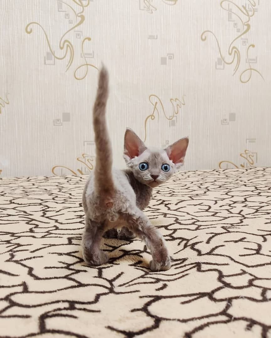 Wunderschöne Devon-Rex-Kätzchen zu verkaufen.