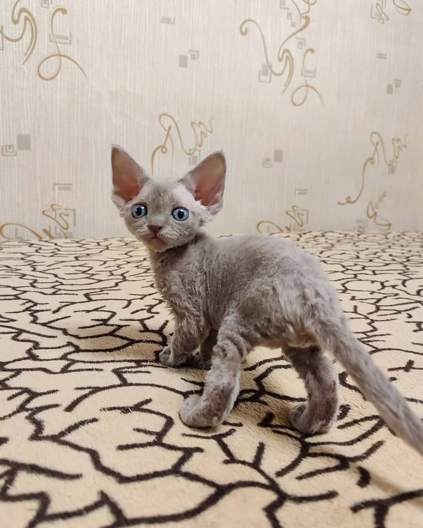 Wunderschöne Devon-Rex-Kätzchen zu verkaufen.