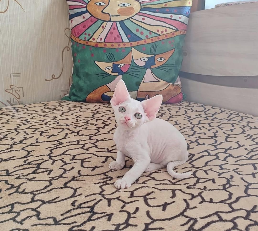 Wunderschöne Devon-Rex-Kätzchen zu verkaufen.