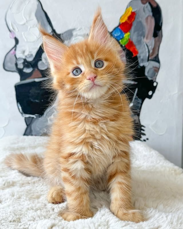 Süße Maine-Coon-Kätzchen suchen ein liebevolles Zuhause für immer.