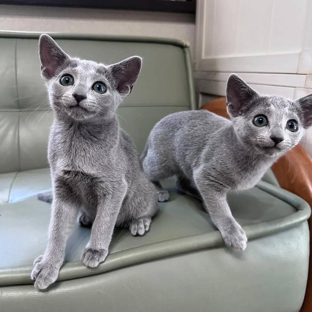Süße Russisch-Blau-Kätzchen suchen ein neues Zuhause.