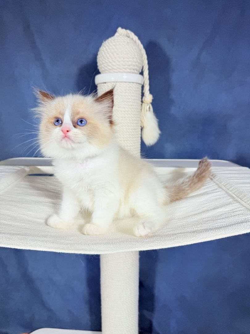 Wunderschöne Ragdoll-Kätzchen zu verkaufen
