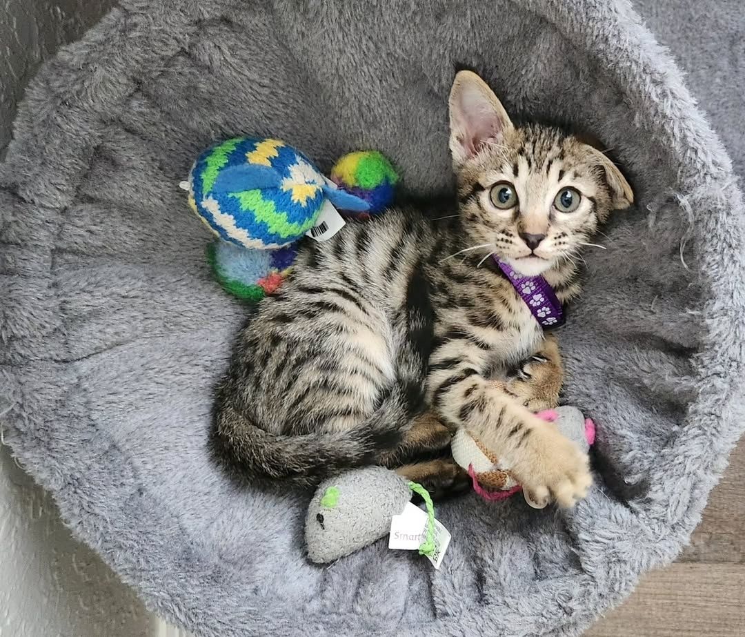 Liebevolle Savannah-Kätzchen suchen ihr liebevolles Zuhause für immer.