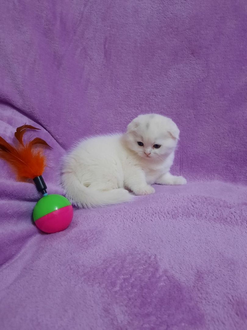 Süße Scottish-Fold-Kätzchen zu verkaufen