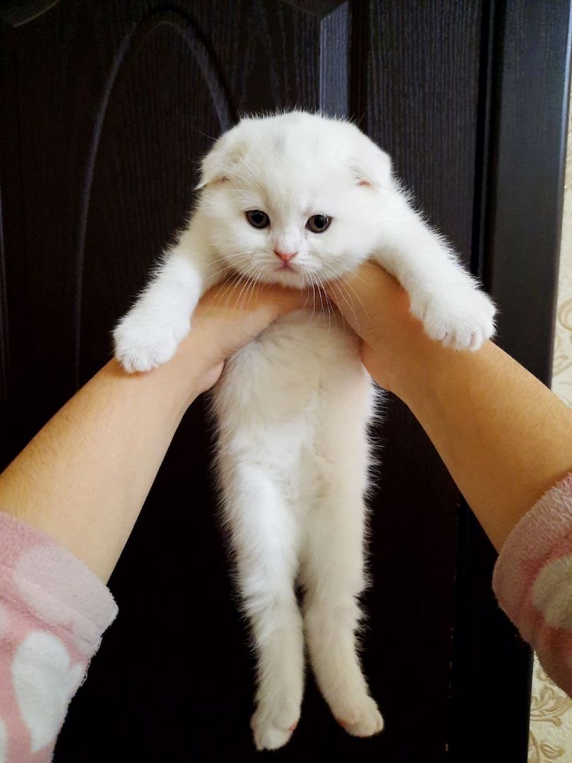 Süße Scottish-Fold-Kätzchen zu verkaufen