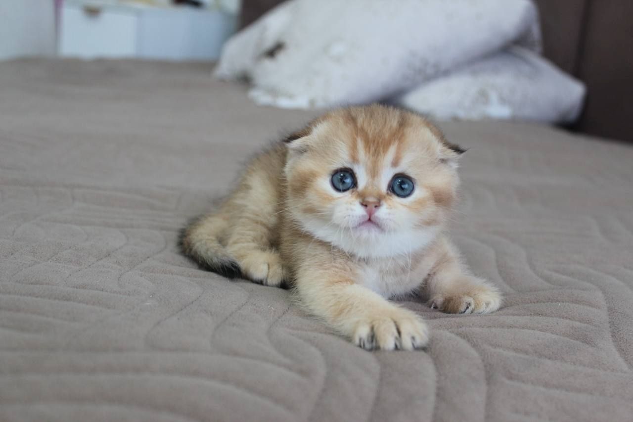 Süße Scottish-Fold-Kätzchen zu verkaufen