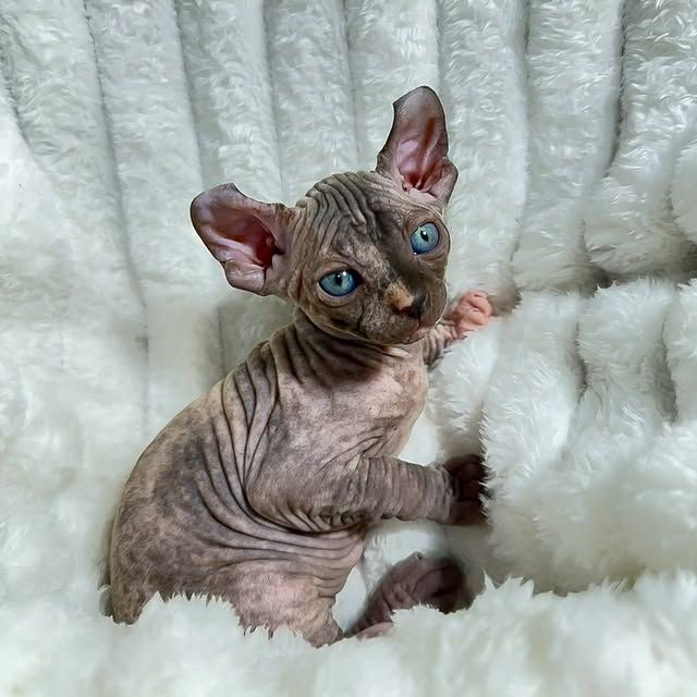 Liebevolle Sphynx-Kätzchen suchen ihr liebevolles Zuhause für immer.