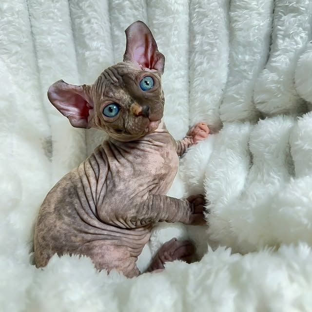 Liebevolle Sphynx-Kätzchen suchen ihr liebevolles Zuhause für immer.