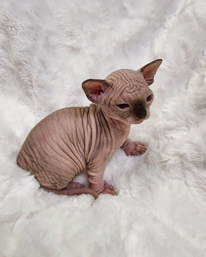 Liebevolle Sphynx-Kätzchen suchen ihr liebevolles Zuhause für immer.