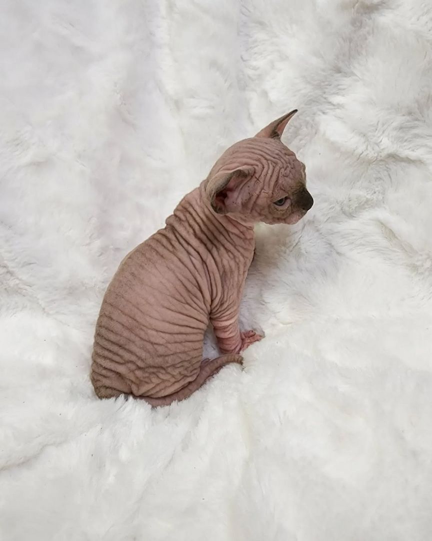 Liebevolle Sphynx-Kätzchen suchen ihr liebevolles Zuhause für immer.