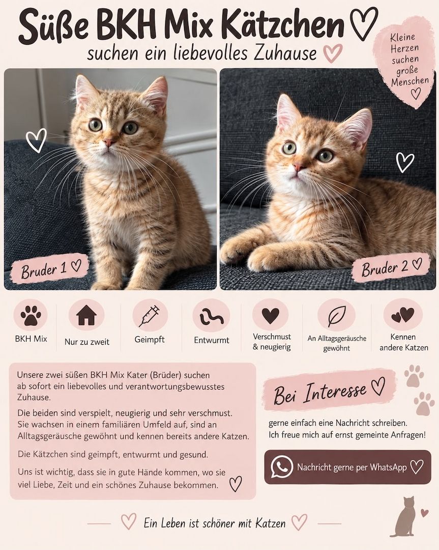 Zwei BKH-Mix Kitten Brüder, 3 Monate alt