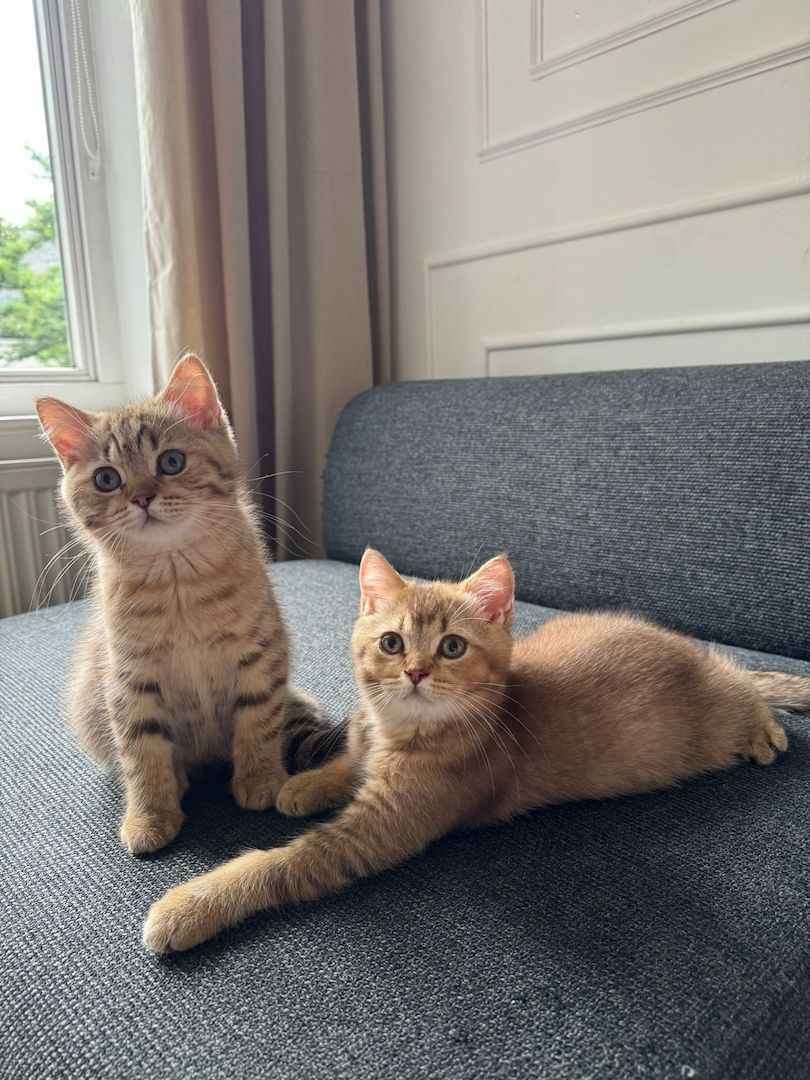 Zwei BKH-Mix Kitten Brüder, 3 Monate alt