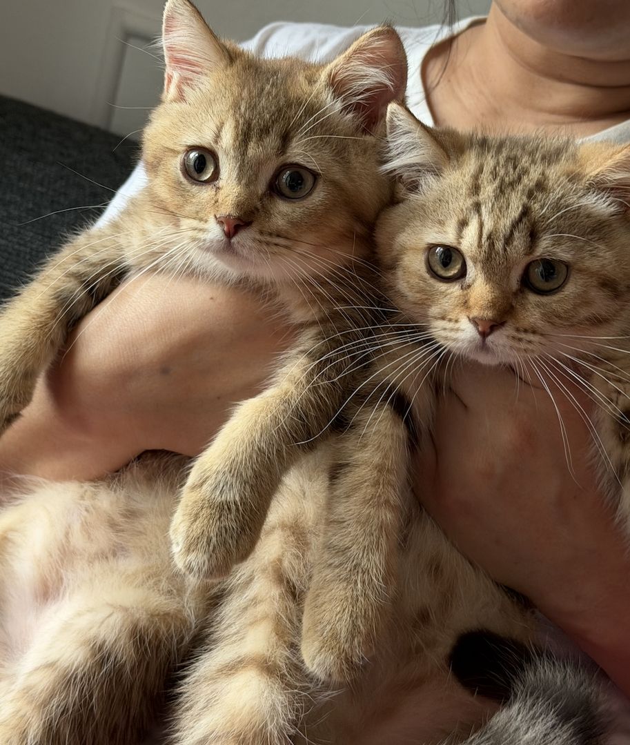 Zwei BKH-Mix Kitten Brüder, 3 Monate alt