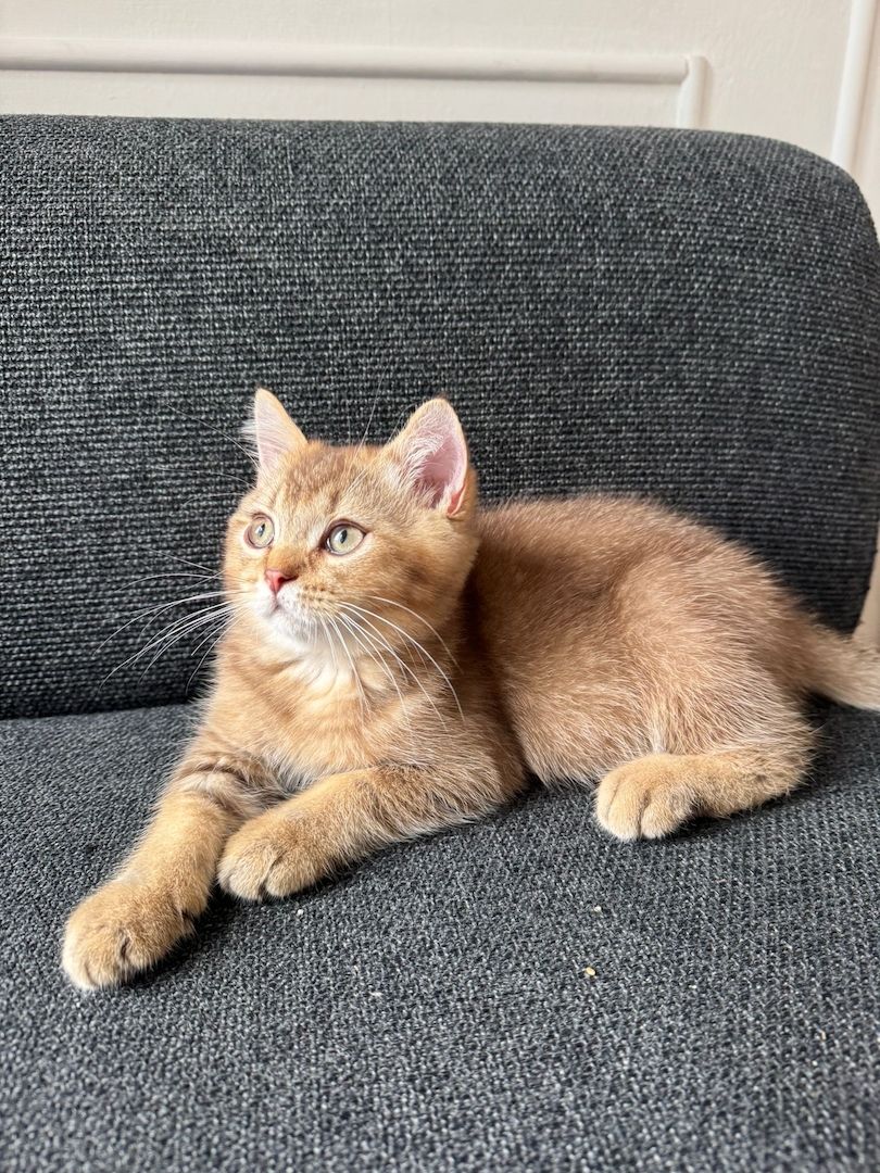 Zwei BKH-Mix Kitten Brüder, 3 Monate alt