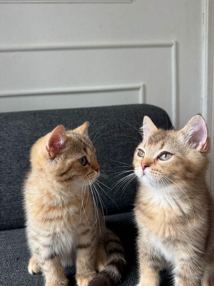 Zwei BKH-Mix Kitten Brüder, 3 Monate alt