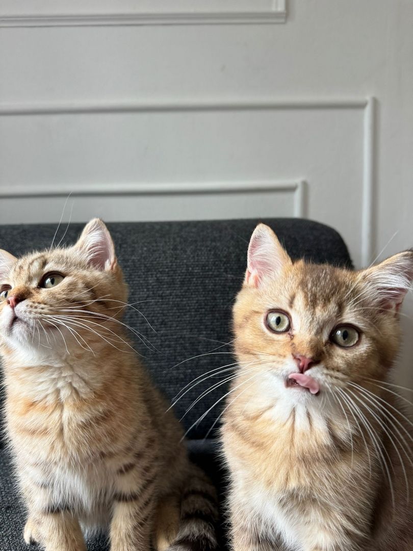 Zwei BKH-Mix Kitten Brüder, 3 Monate alt