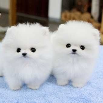 Mini Pomeranian Zwergspitz Welpen