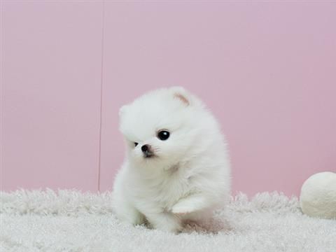 MINI ZWERGSPITZ POMERANIAN BOO WELPEN