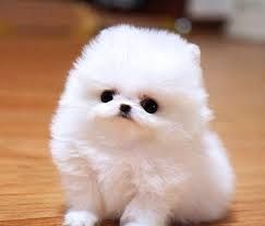 &nbsp;Zwergspitz Pomeranian-Welpen mit Stammbaum bereit