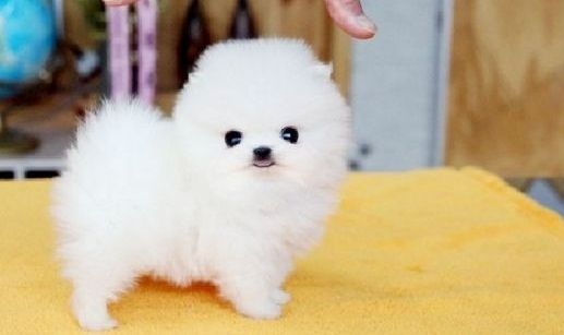Wunderschöne Zwergspitz Pomeranian-Welpen