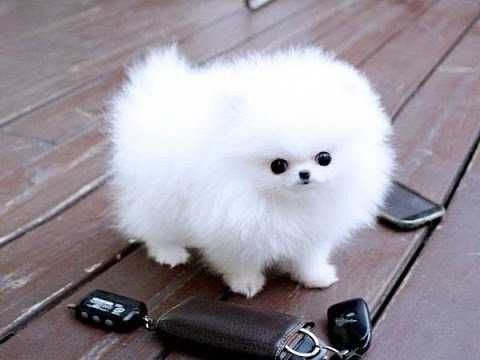 Reinrassige Zwergspitz Pomeranian welpen