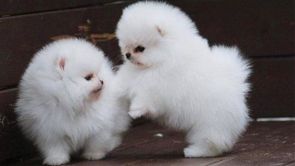 Zwergspitz/ Pomeranian mini Welpen